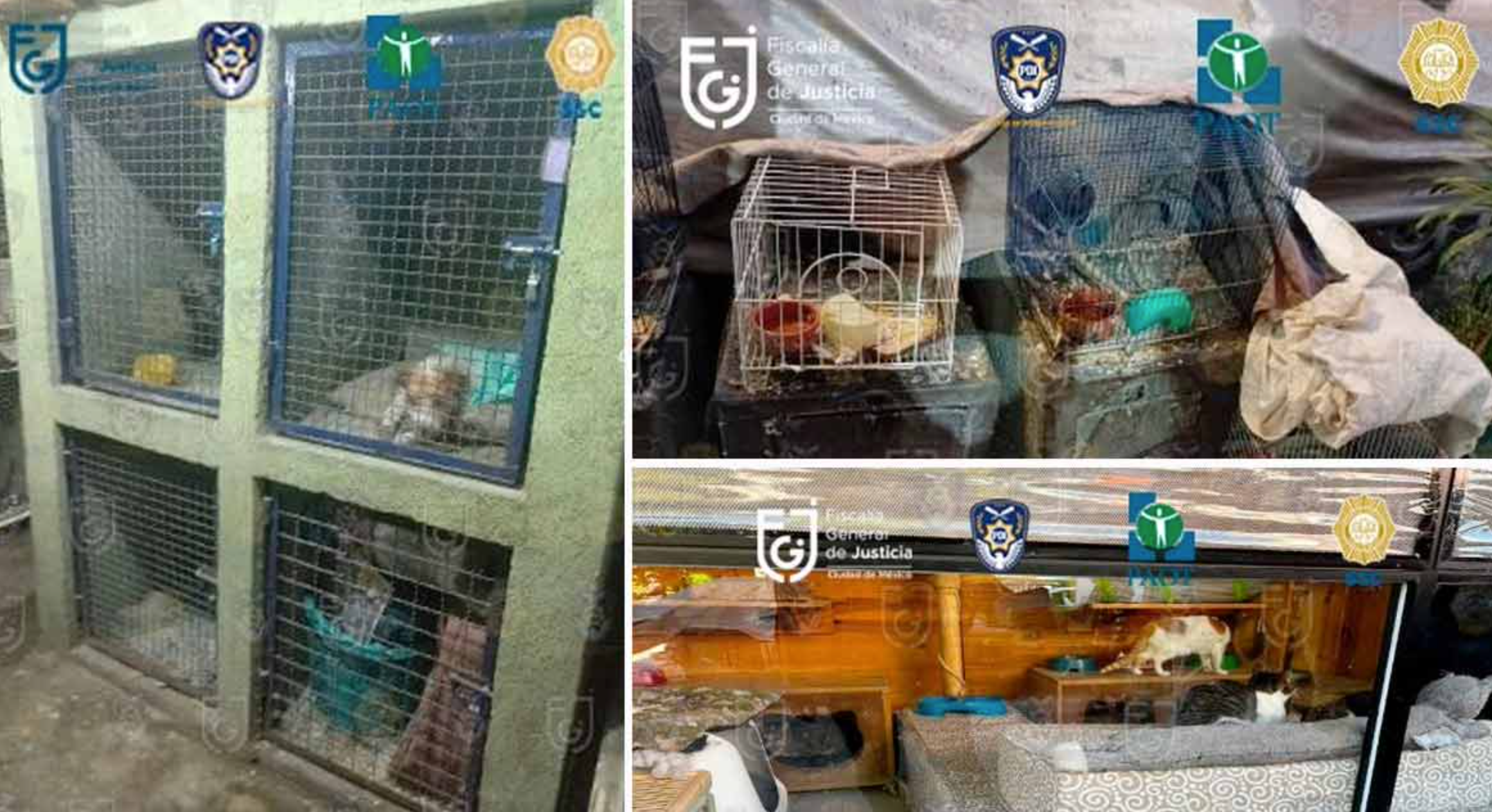 Cateo permite rescate de 53 animales en CDMX